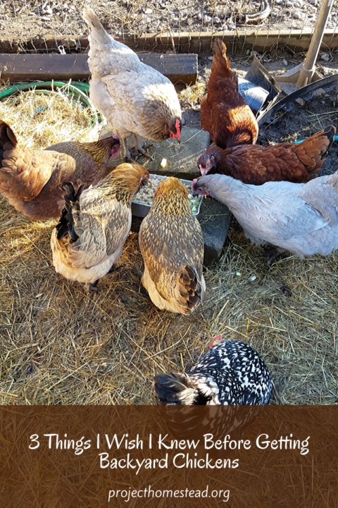 3 Things I Wish I Knew Before Getting Backyard Chickens - Intuitive ...